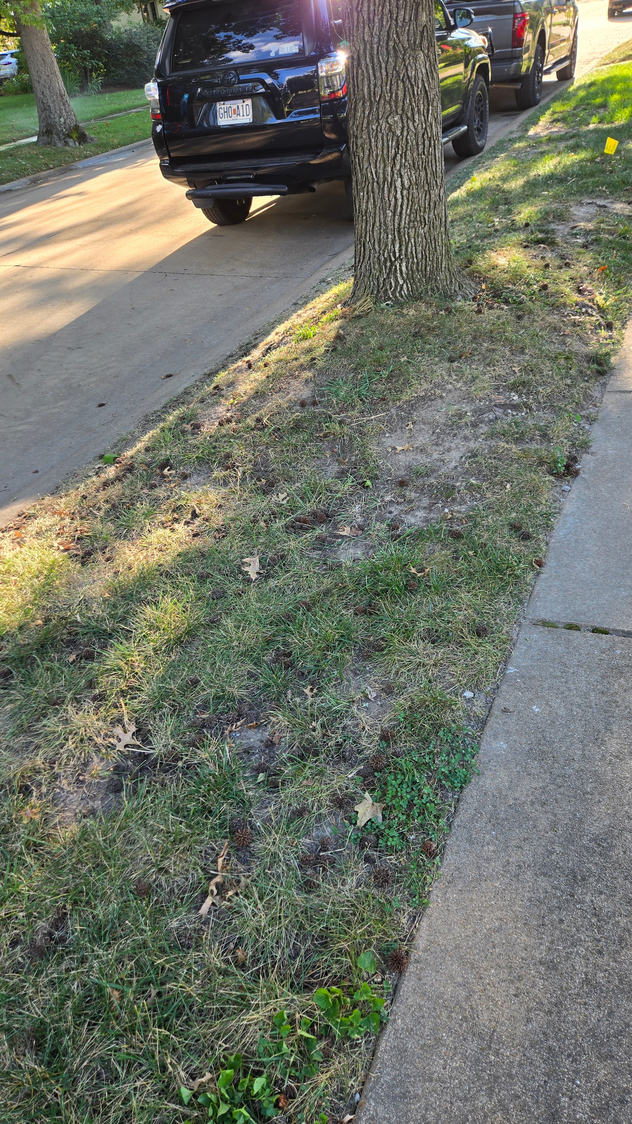Sparse curb strip between sidewalk and street before hydroseeding