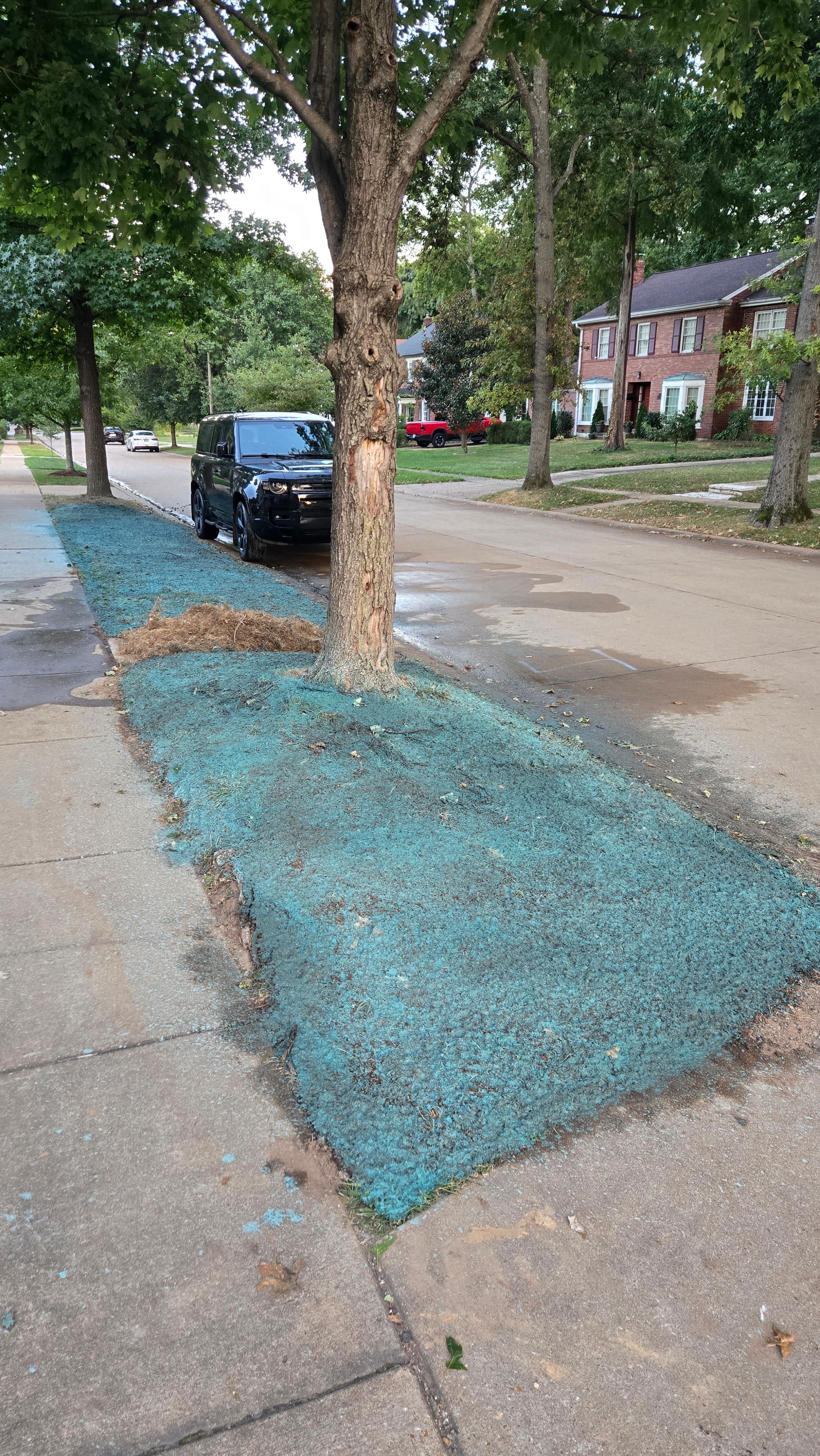 Curb strip freshly sprayed with hydroseeding slurry