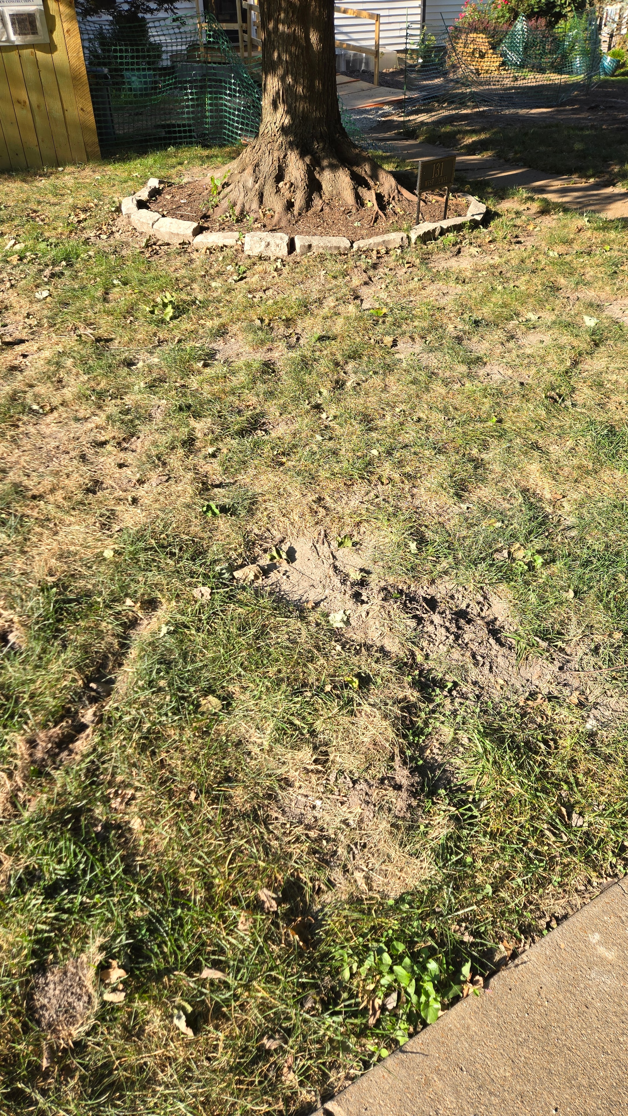 Patchy existing grass in front yard before hydroseeding in Kirkwood, MO