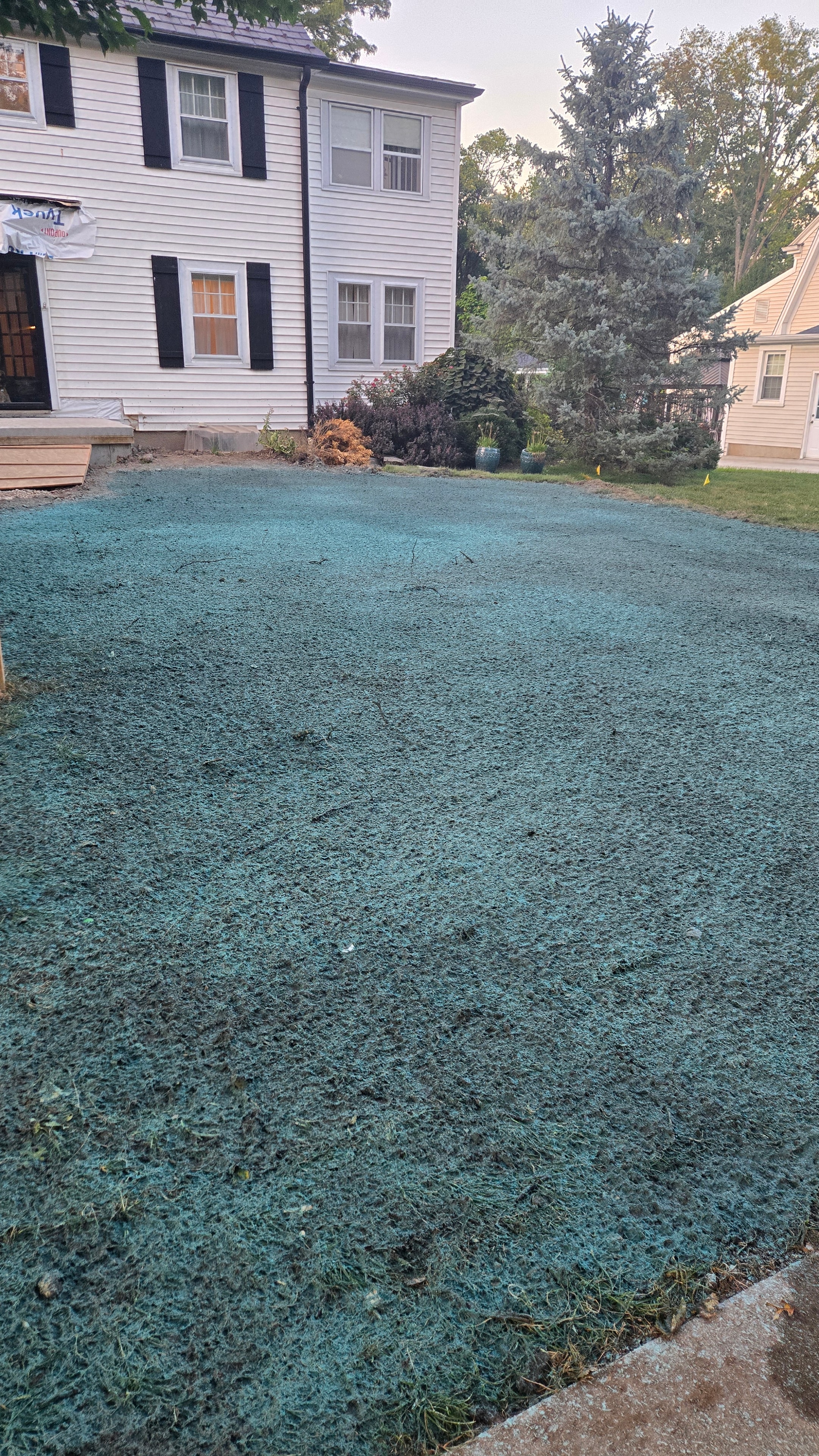 Main front yard covered in blue-green hydroseeding slurry