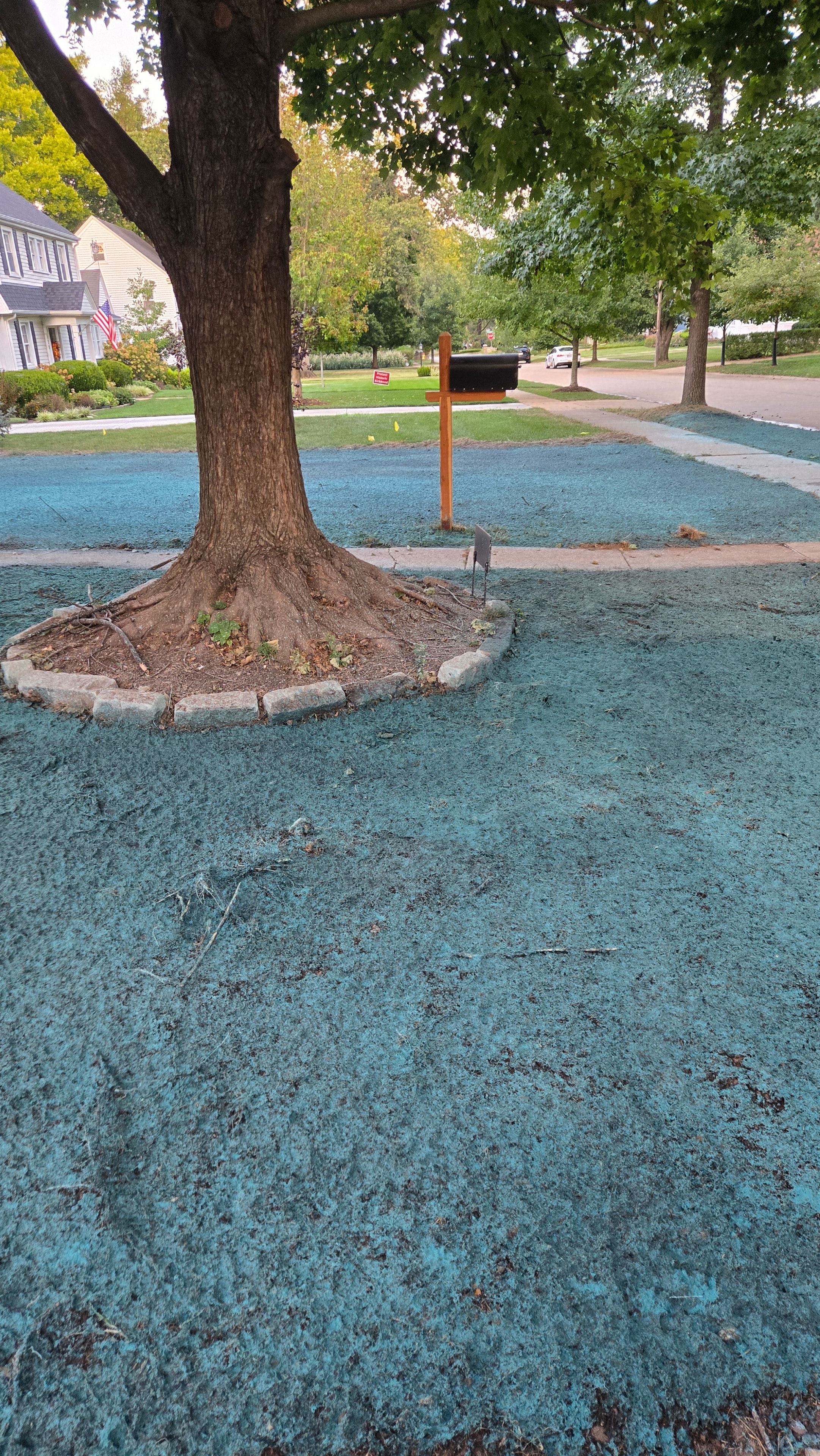 Wider view of tree area after hydroseeding application