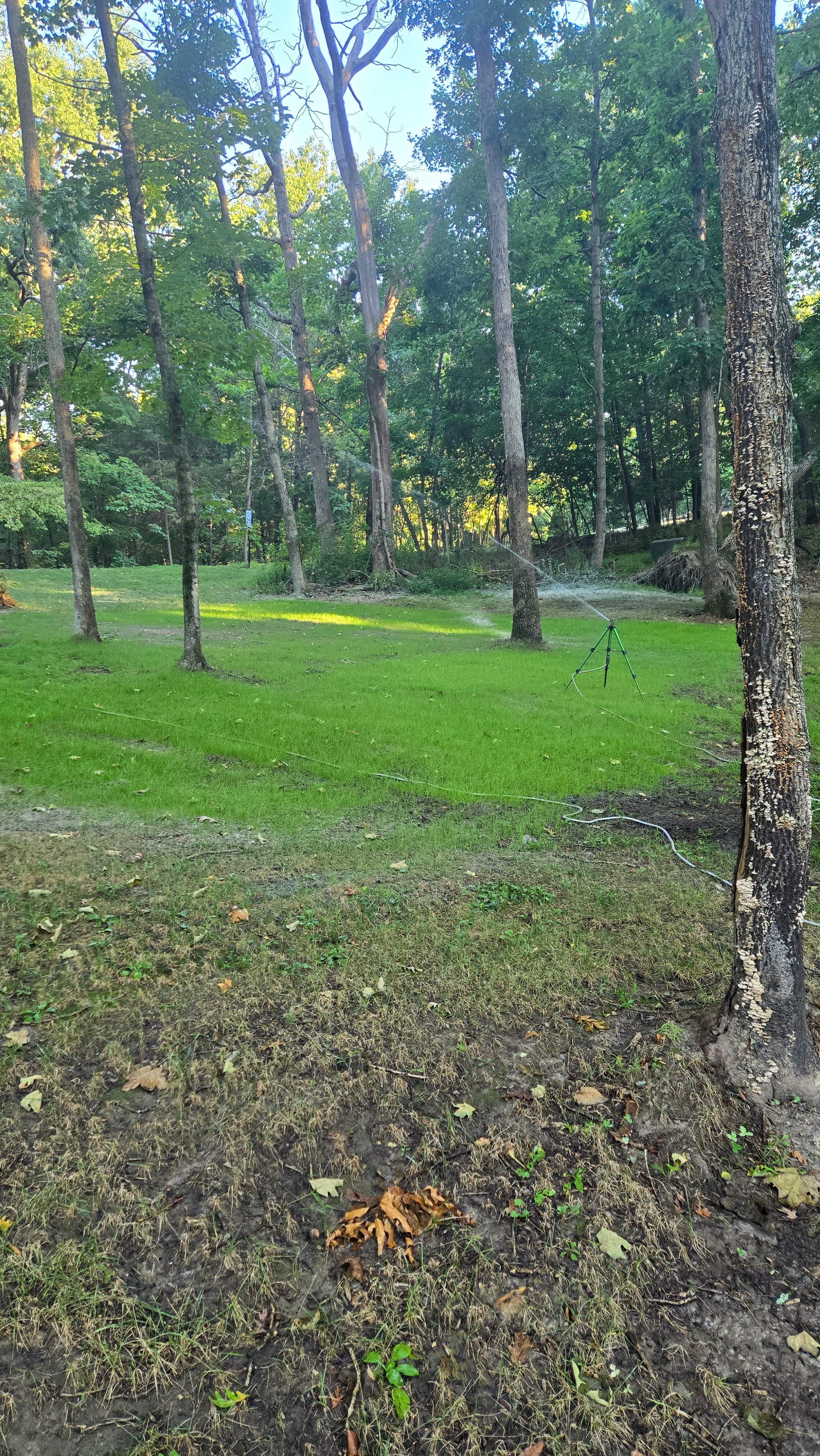 Healthy green grass established two weeks after hydroseeding