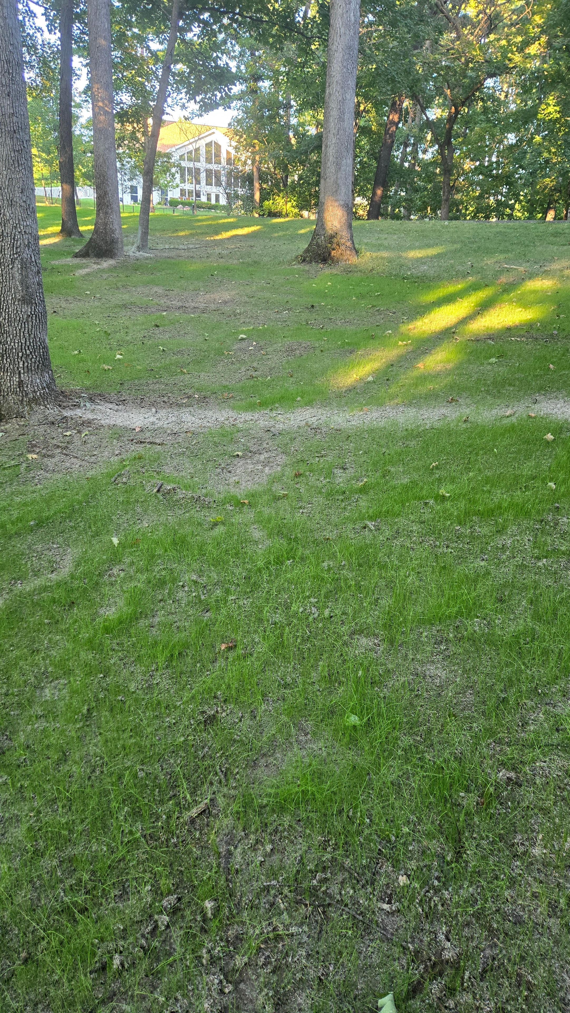 New grass sprouting two weeks after hydroseeding in Defiance, MO