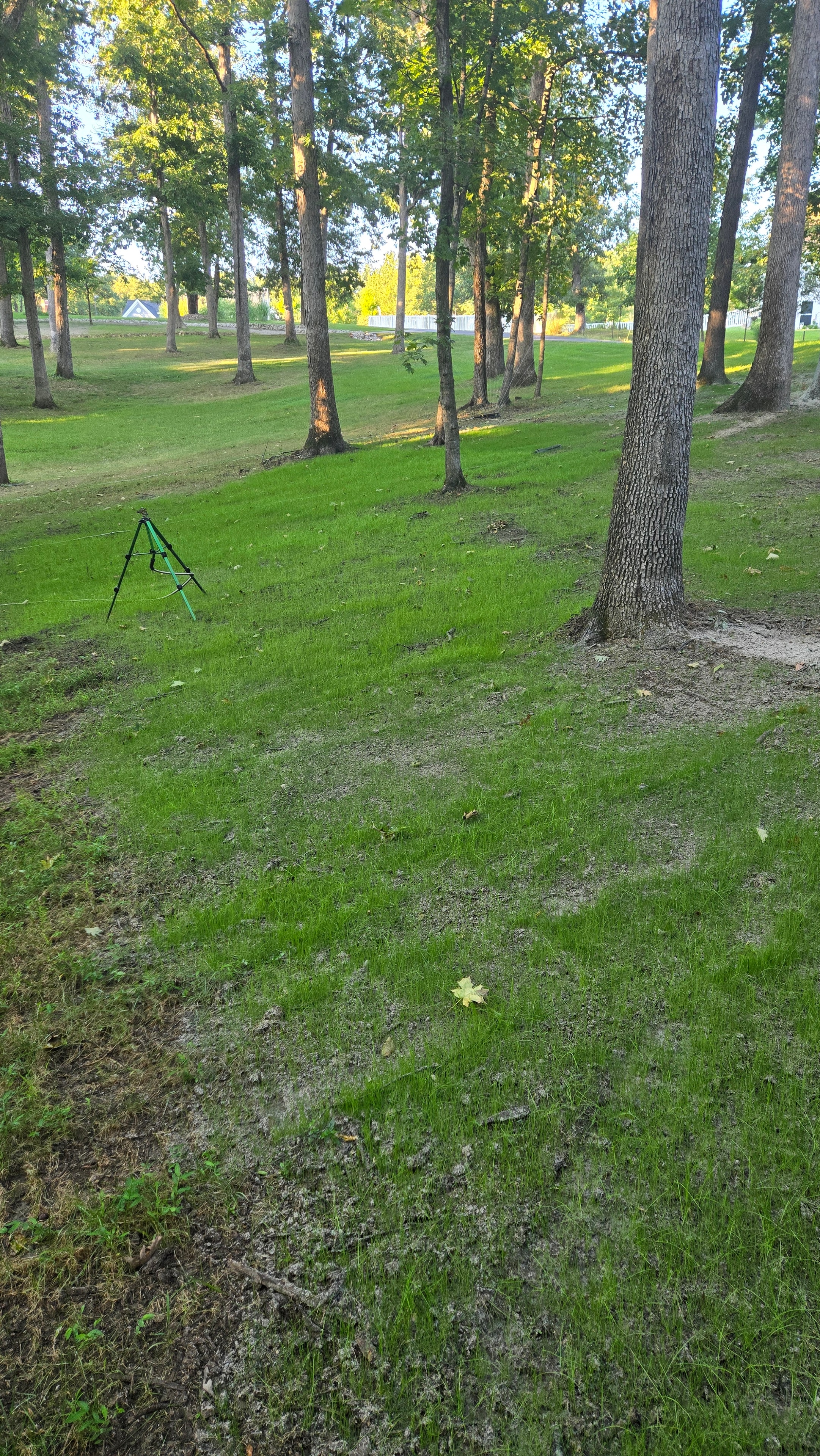 Lush green lawn growing in two weeks after hydroseeding